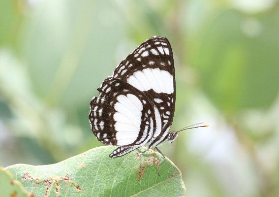 Neptis morosa male UNS